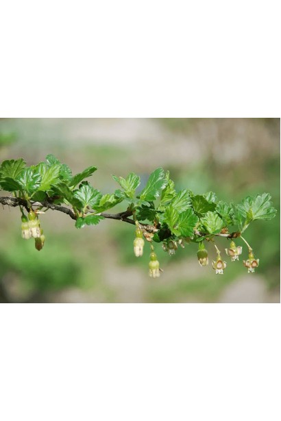 Ribes uva-crispa ‘Slavuta’